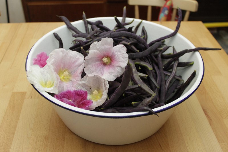 purple beans, hollyhock flowers, enamel bowl